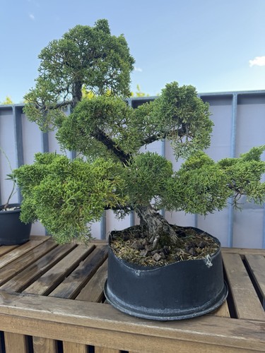 Japanischer itoigawa juniperus - japanischer,