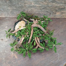 Euphorbia decaryi v. spirosticha XL own roots