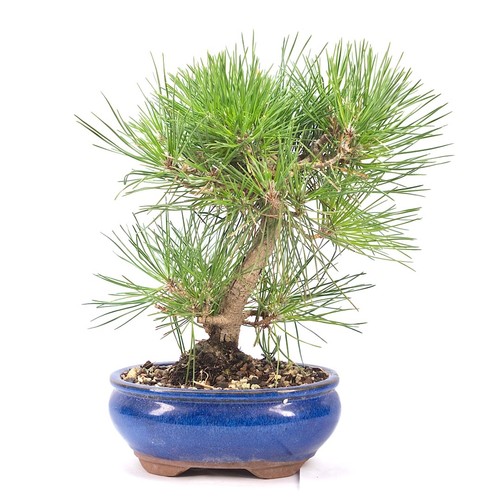 Bonsai japanische - bonsai,