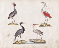 Flamingo Wasser Vögel aquatic