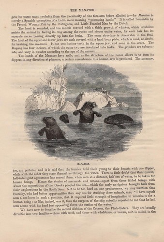 Karibik manati trichechus - karibik-manati, (trichechus