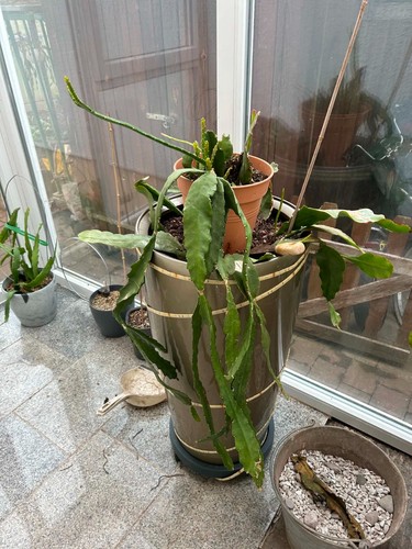 Epiphyllum blattkaktus pflanze - epiphyllum,