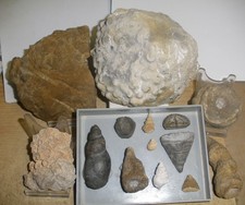 Fossilien - Sammlung Devon