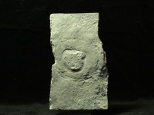 fossil
