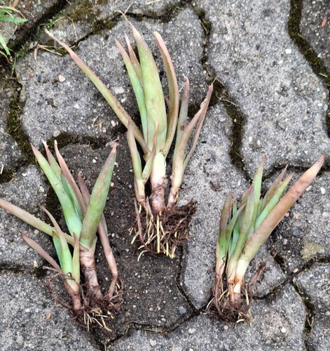 Aloe vera ableger - ableger, bewurzelt