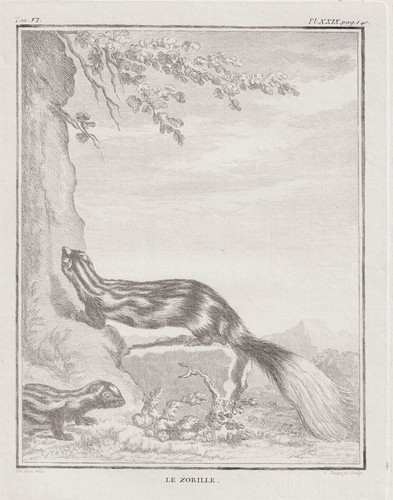 Striped zorilla polecat - striped,