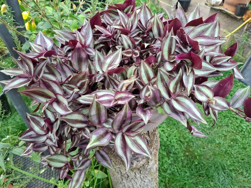 Zebra ampelkraut tradescantia - zebra-ampelkraut,