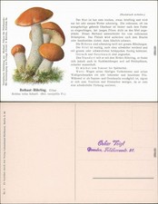 Ansichtskarte  Pilze - Rothaut