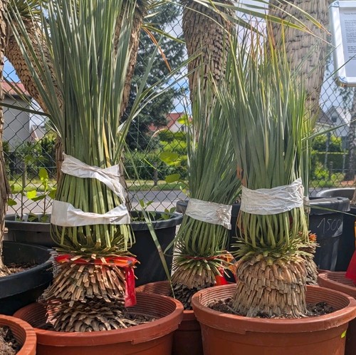 Yucca rostrata kleiner stamm - yucca,