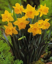 Angebot 100 Großblumige Narzissen Jedna Osterglocken Gr. 10/12  Lieferbar 9.9.