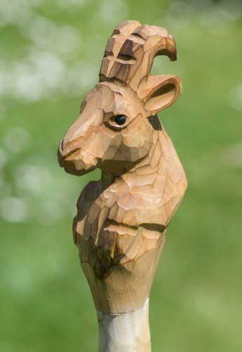 Gams bock widder - gams, /