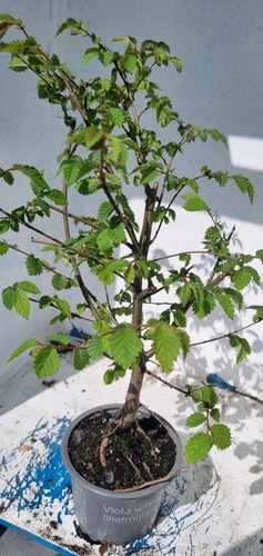 Prebonsai feldulme ulmus - prebonsai,,