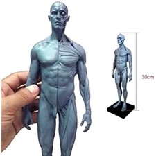Anatomie Modell menschlicher