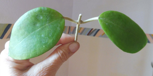 Ableger🌷Hoya