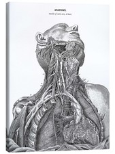 Leinwandbild Anatomie des