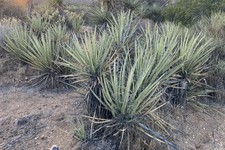 Yucca schidigera mojave - schidigera, (mojave