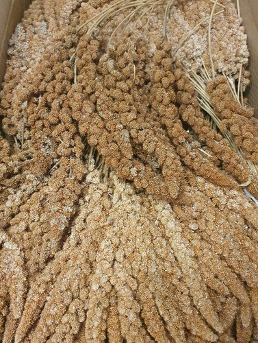 Kolbenhirse rot 1kg natur - 1kg,
