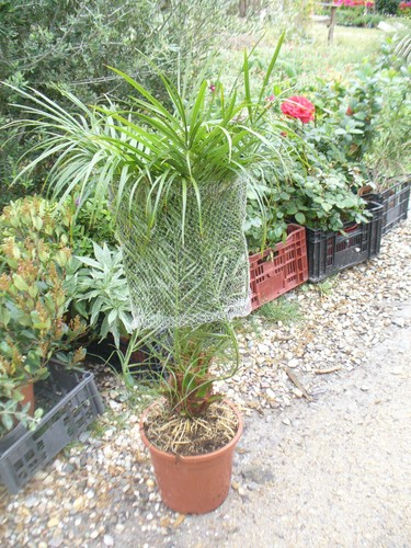 Phoenix roebelenii roebelinii - phoenix,