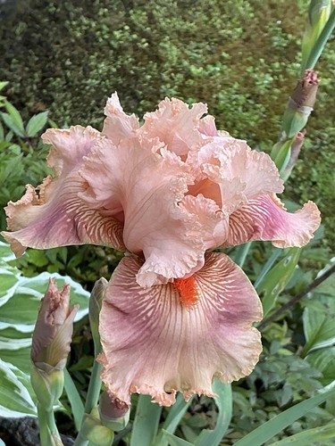 Schwertlilie iris jahre - iris,