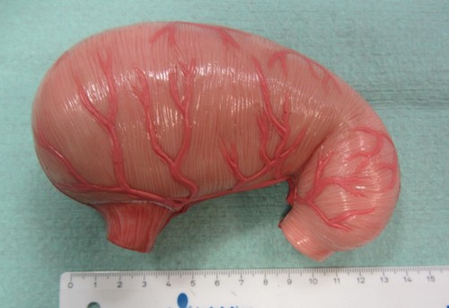 Anatomisches lehrmodell - anatomisches,