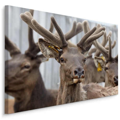 Canvas leinwand bilder - bilder, xxl