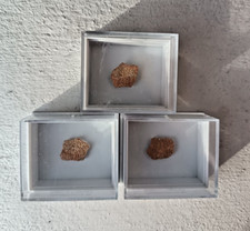 Kreide Hypselosaurus