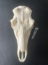 Nr.H24 SCHÄDEL ROTHIRSCH