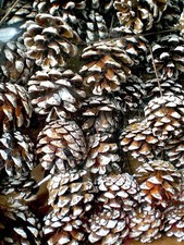 ❀ 60 x Kiefernzapfen