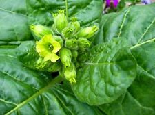 Bauerntabak Tabak Samen 300 Tabaksamen  Santo Domingo Machorka