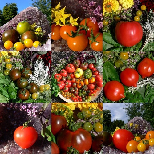 Tomate über samen bunte - tomate, 60