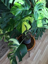 Große Schöne Monstera