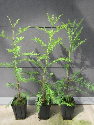 Sequoia sempervirens - ,