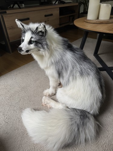 Fuchs softmount taxidermy - fuchs,