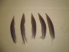 5 gestreifte  Fasanen-Federn,  18 cm lang, Basteln , Floristik