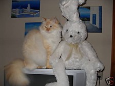 Katzenkarten heilige - 10,