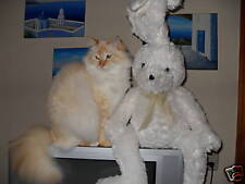 10 Katzenkarten, Heilige