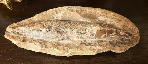 Stein mit fisch - mit, fossil