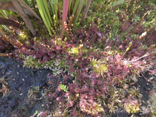 Drosera intermedia saatgut - drosera,