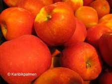 Apfelbaum 'Fuji' - winterharte