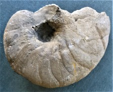 Ammonit: Nautilus