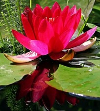 Seerose rot zwergseerose - rot,