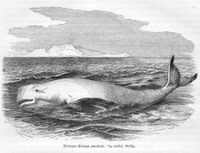 DELFIN BELUGA Beluga catodon