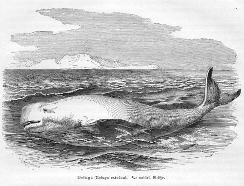 Delfin beluga catodon - delfin,