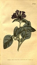 Samen physochlaina - 10,
