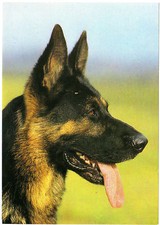 AK DDR Hund Deutscher