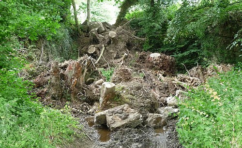 Foto baumstämme der nähe - in,