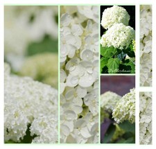 Schneeball - Hortensie