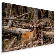 CANVAS Leinwand Bilder XXL