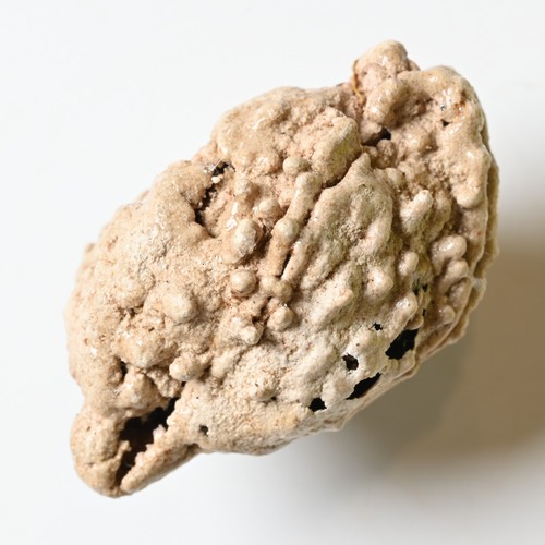 Fossile buchecker - fossile,