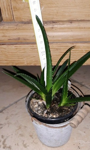 Sukkulente barbadensis ferox
